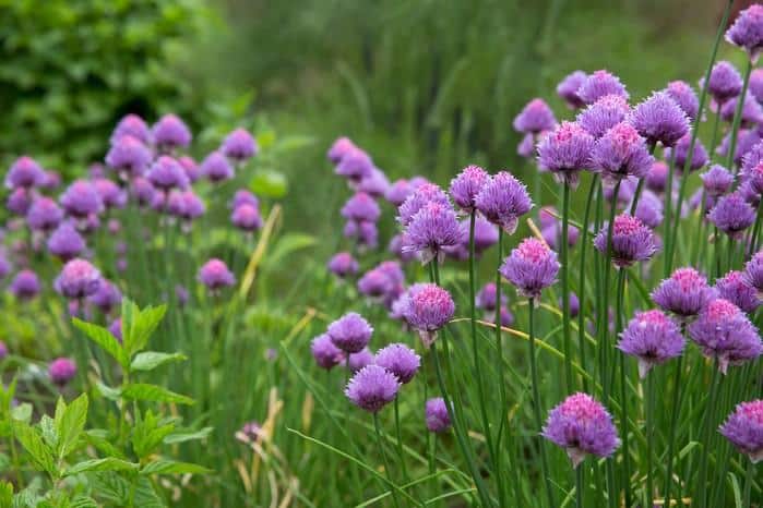 Chives