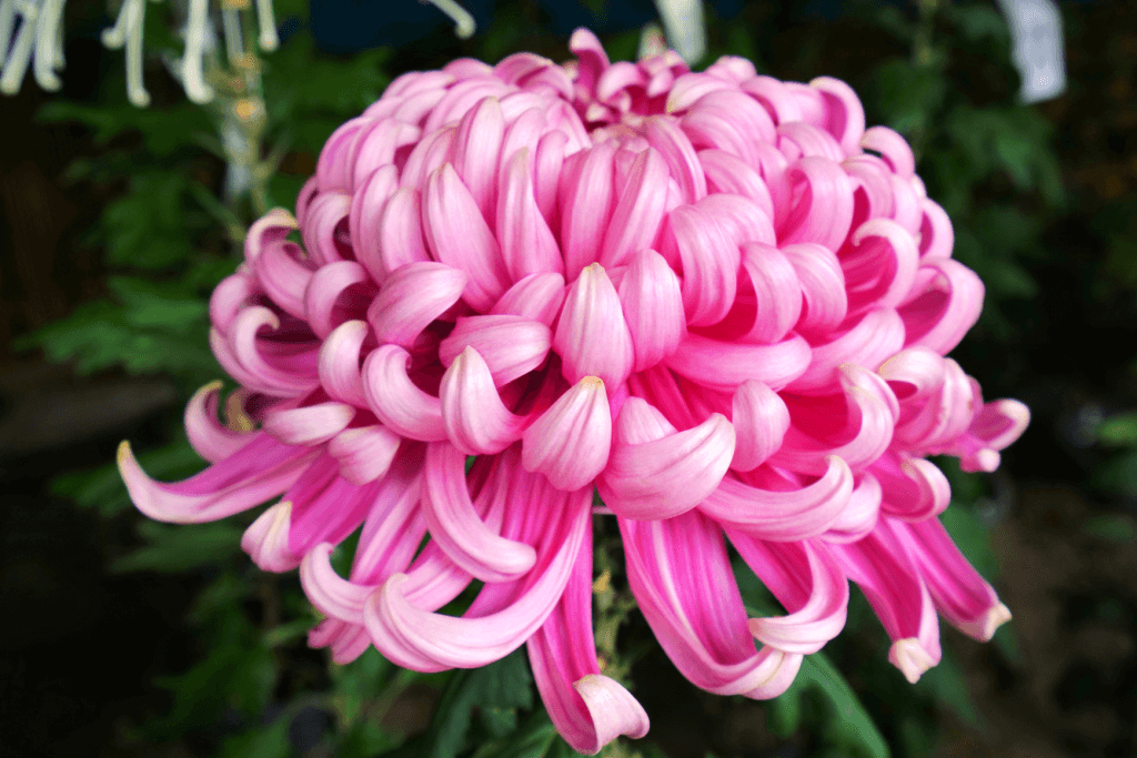 Chrysanthemum