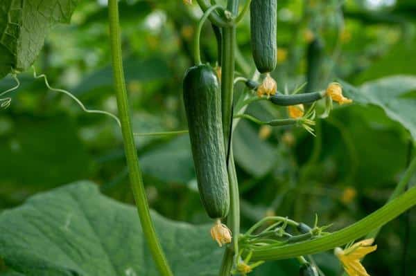 Cucumbers_Cucumis_sativus