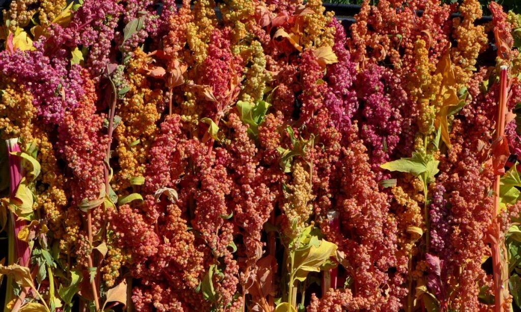 Desert_Quinoa