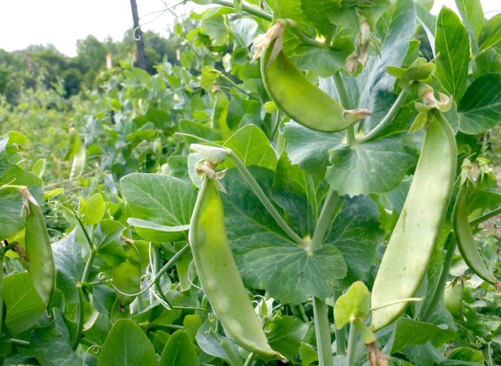 Dwarf_Peas