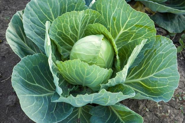 Early_Cabbage