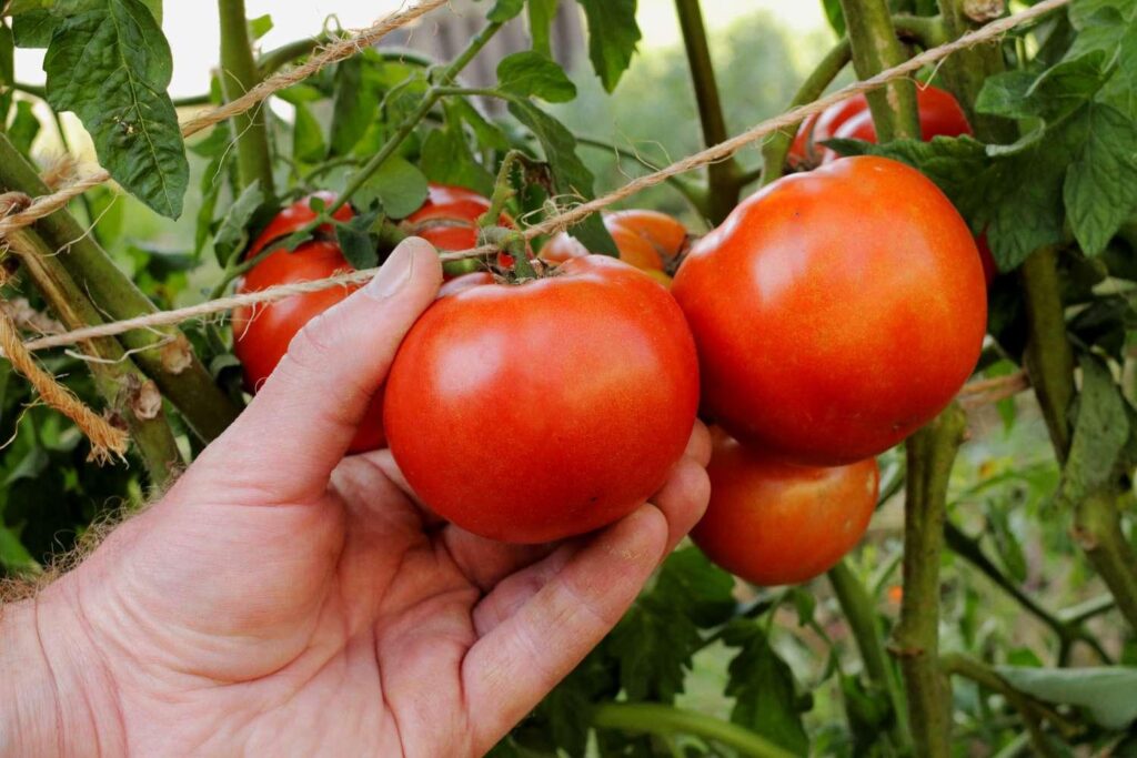 Early_Girl_Tomato