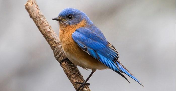 Eastern_Bluebird