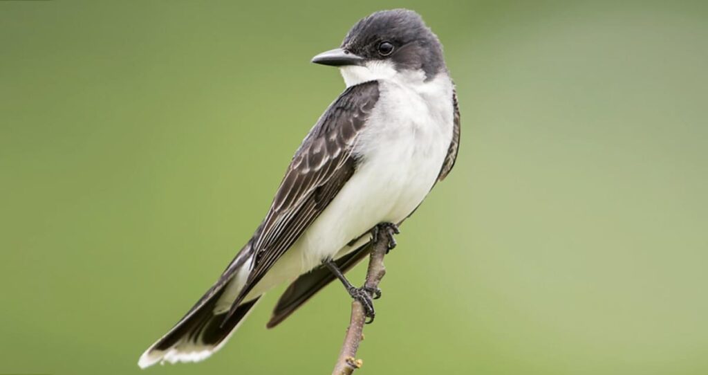 Eastern_Kingbird