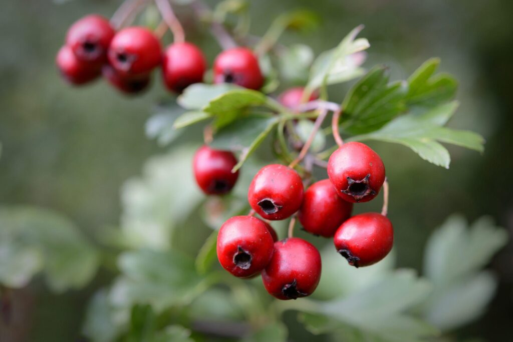 Eastern_May_Hawthorn