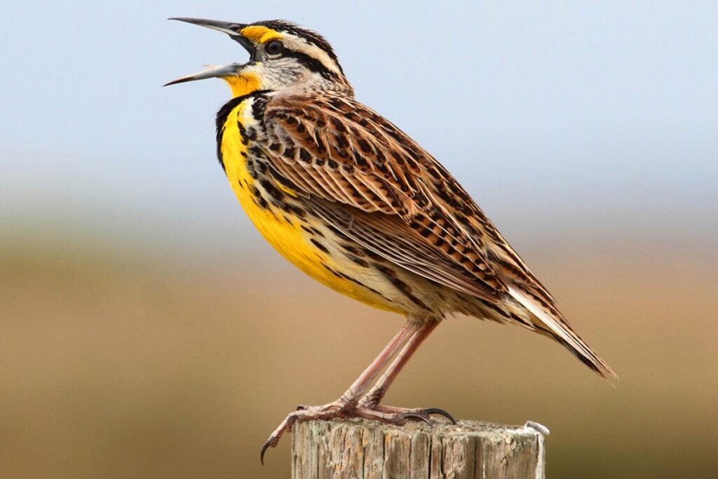 Eastern_Meadowlark