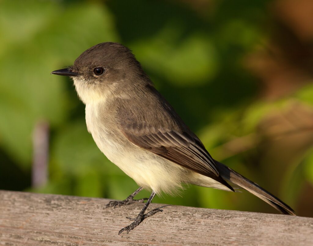 Eastern_Phoebe