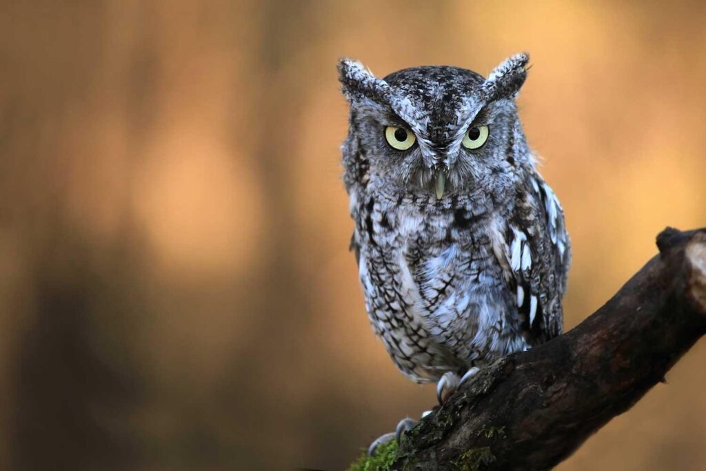 Eastern_Screech_Owl