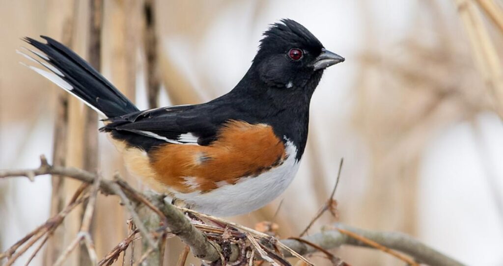 Eastern_Towhee