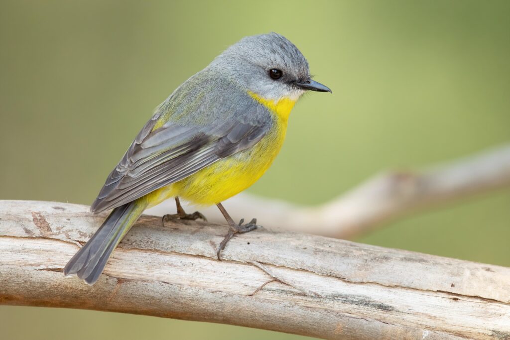 Eastern_Yellow_Robin