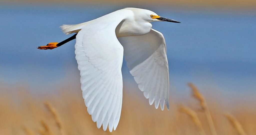 Egret