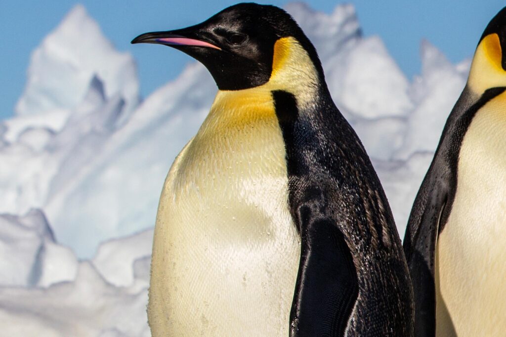 Emperor_Penguin