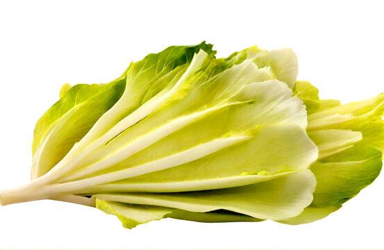 Endive