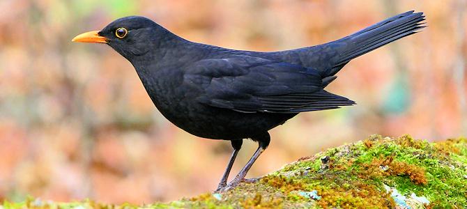 Eurasian_Blackbird