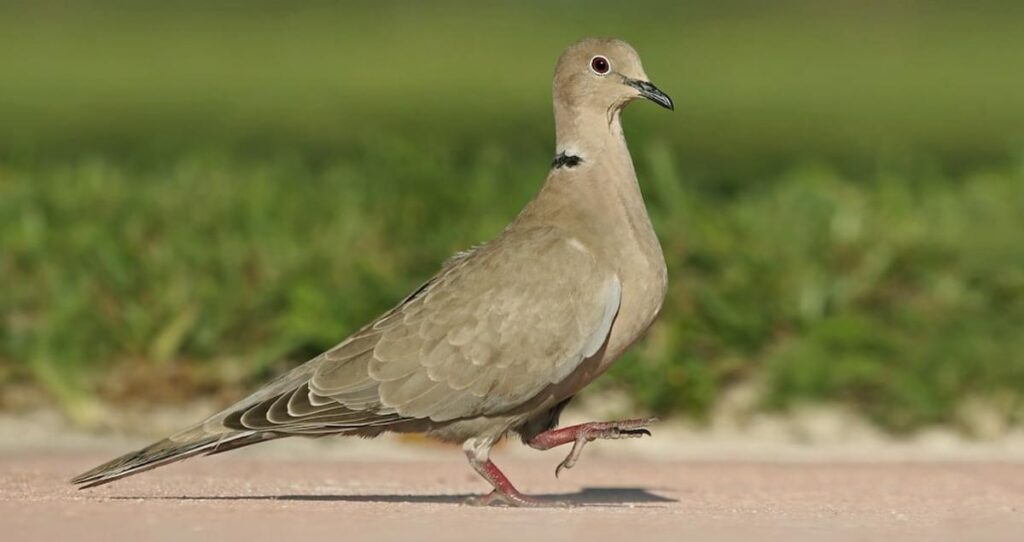 Eurasian_Collared-Dove