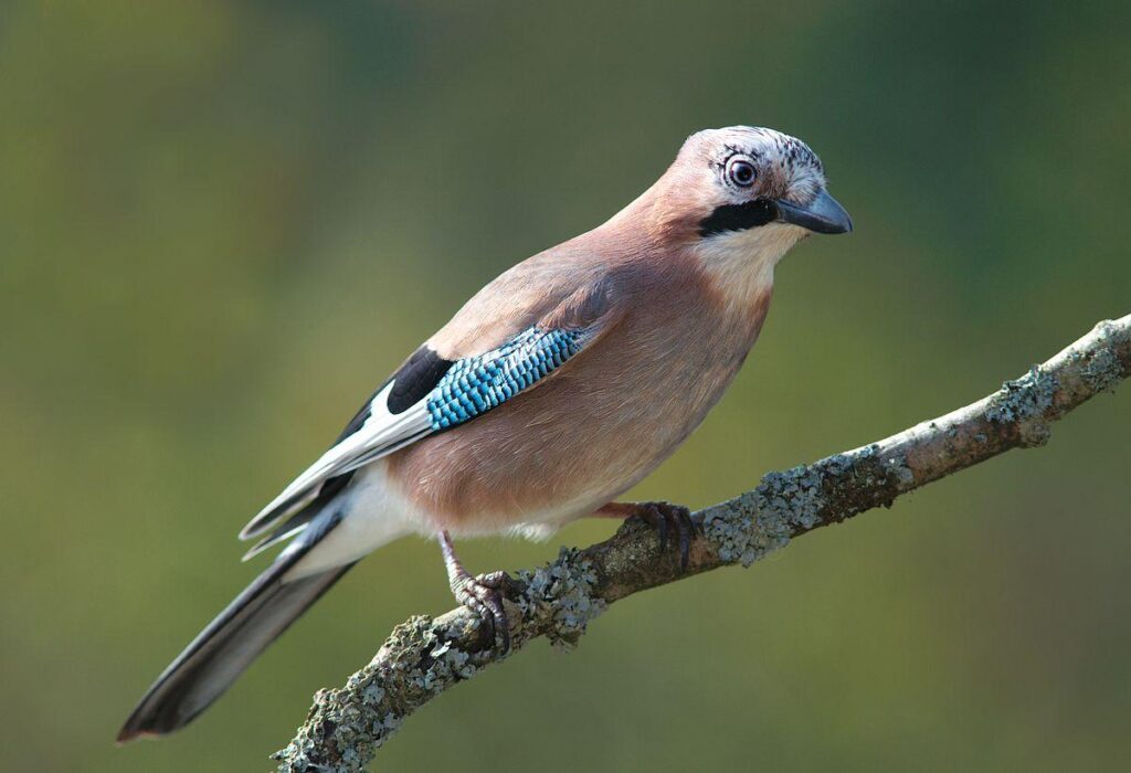 Eurasian_Jay