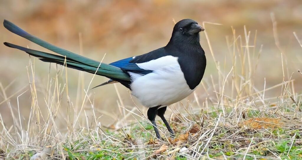 Eurasian_Magpie