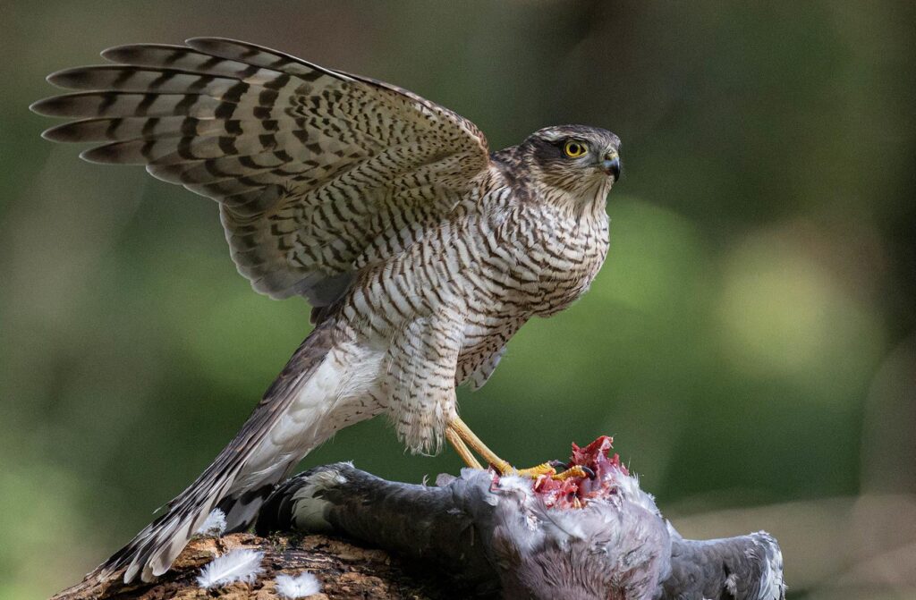 Eurasian_Sparrowhawk