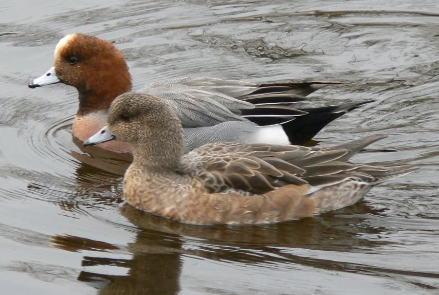 Eurasian_Wigeon