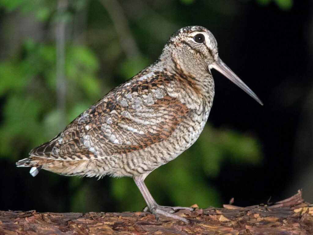 Eurasian_Woodcock