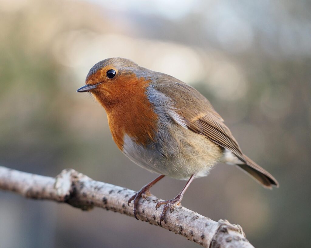 European_Robin