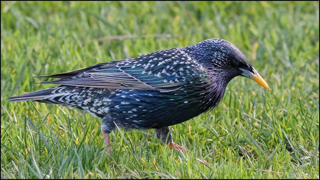 European_Starling