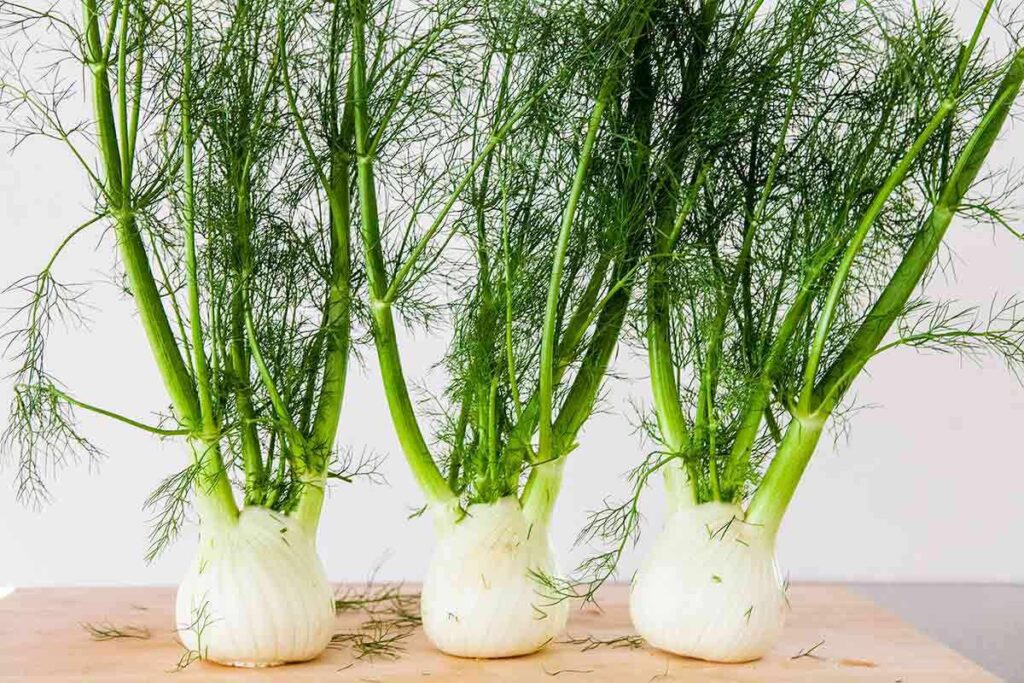 Fennel