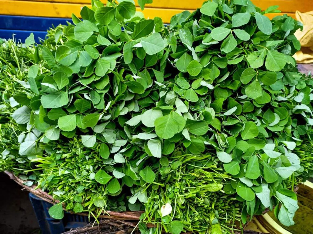 Fenugreek_Leaves