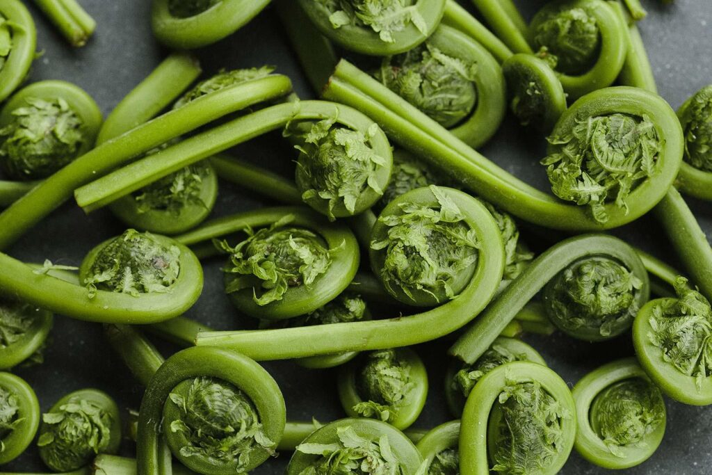 Fiddleheads