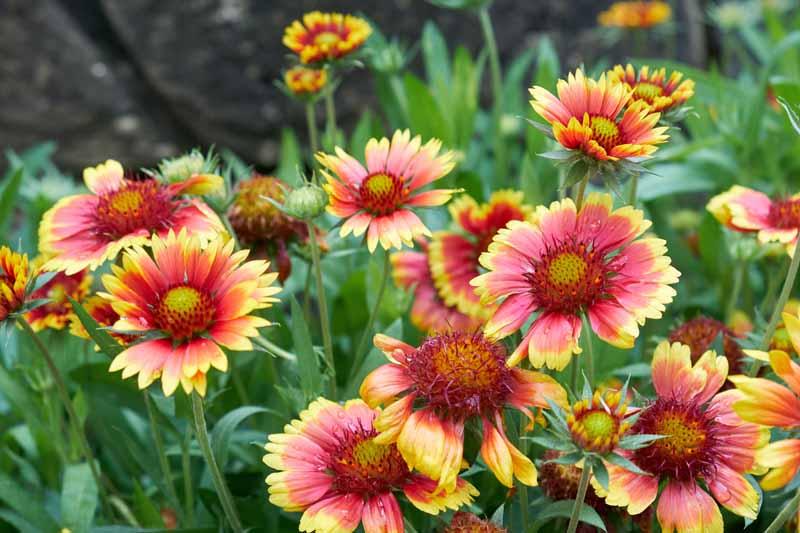 Gaillardia_Blanket_Flower