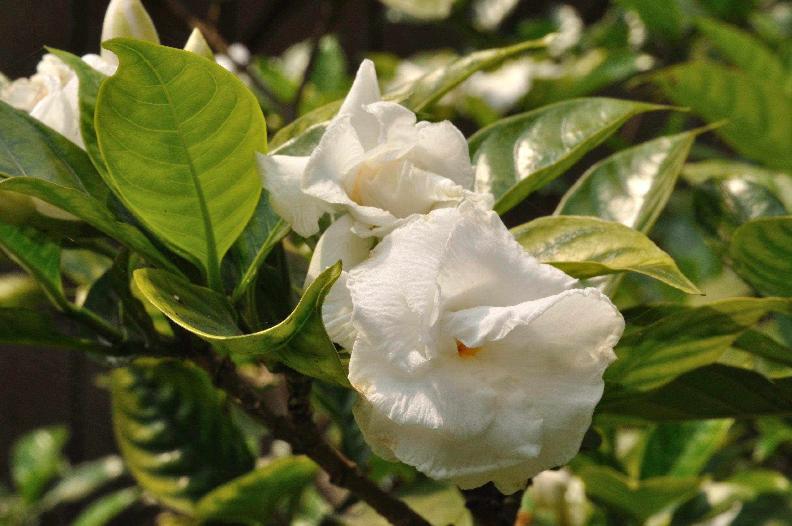 Gardenia