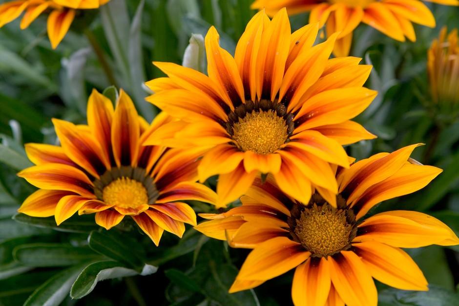 Gazania