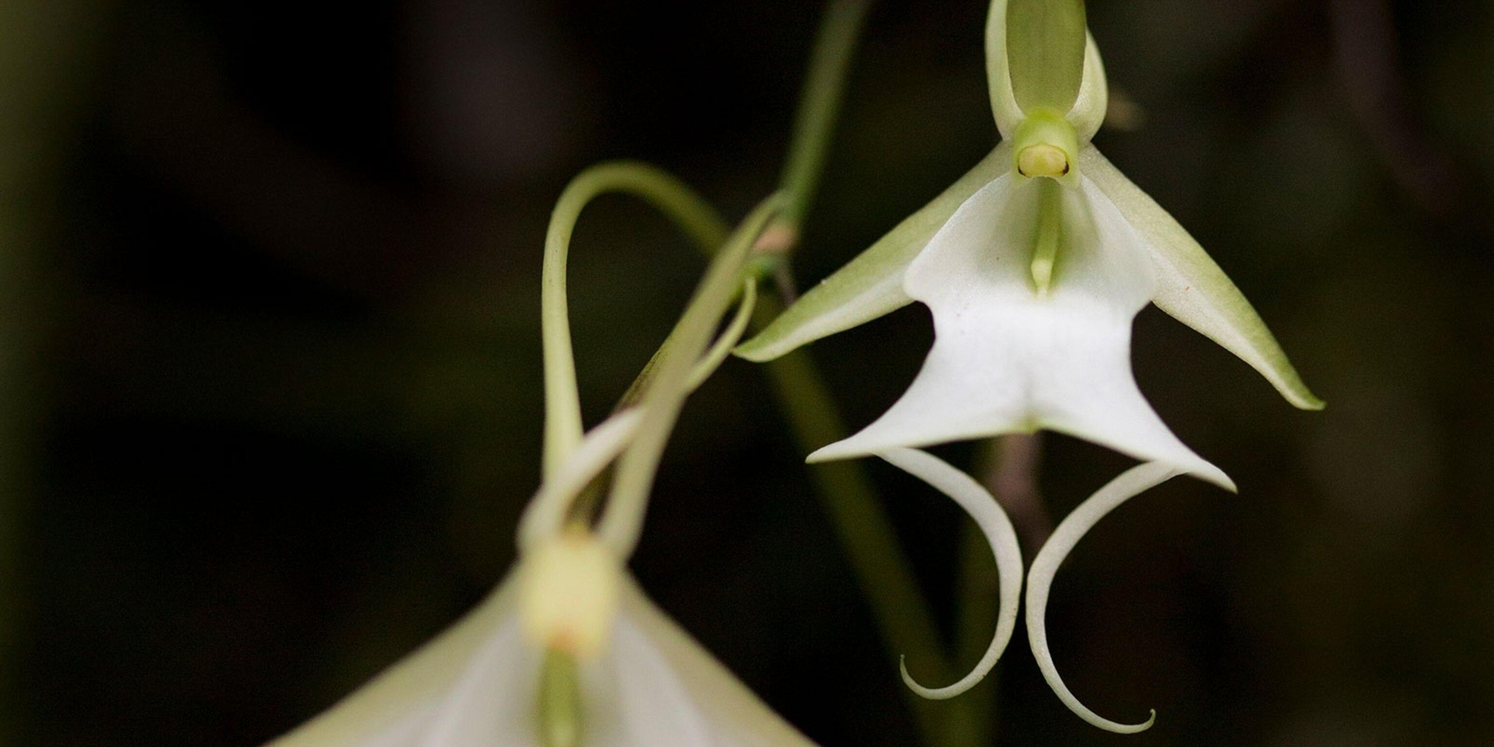 Ghost_Orchid