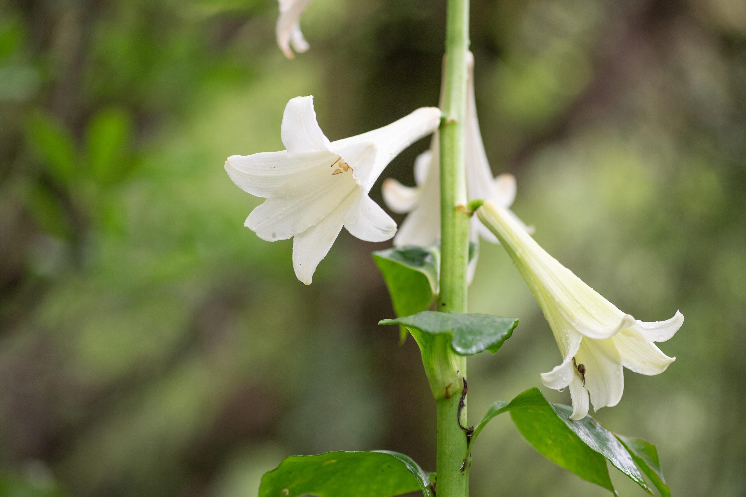 Giant_Himalayan_Lily