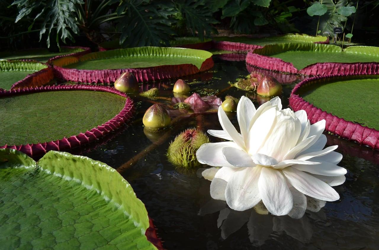 Giant_Water_Lily_Victoria_amazonica