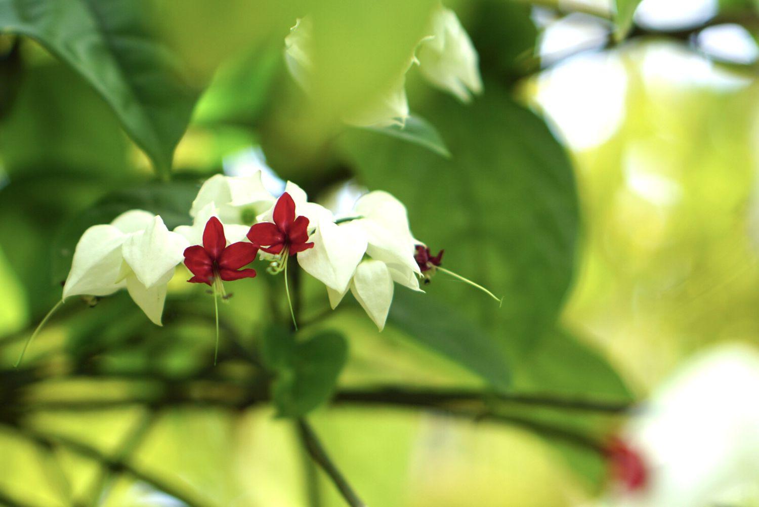 Glory_Bower_Clerodendrum