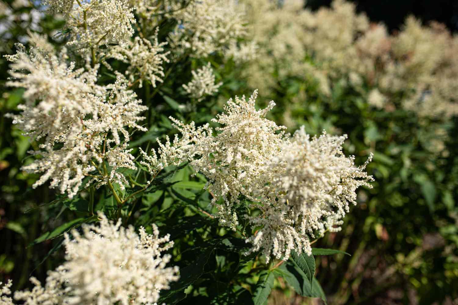 Goats_Beard_Aruncus_dioicus