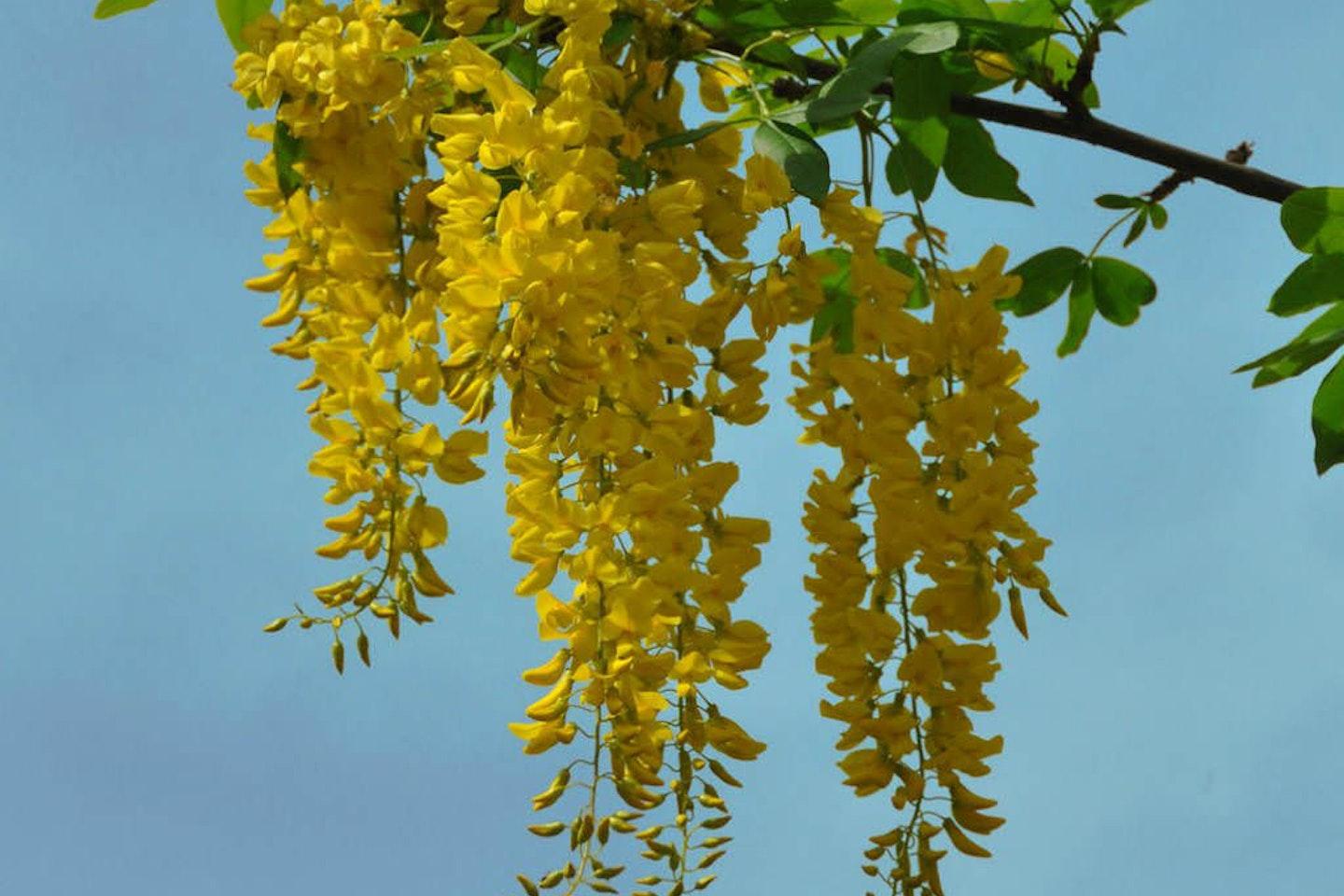 Golden_Chain_Tree_Laburnum