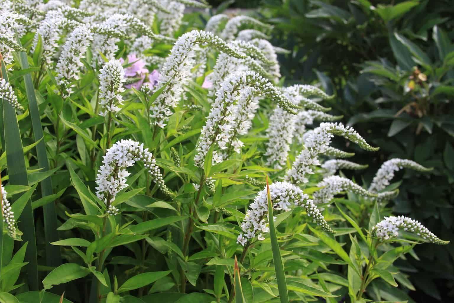 Gooseneck_Loosestrife