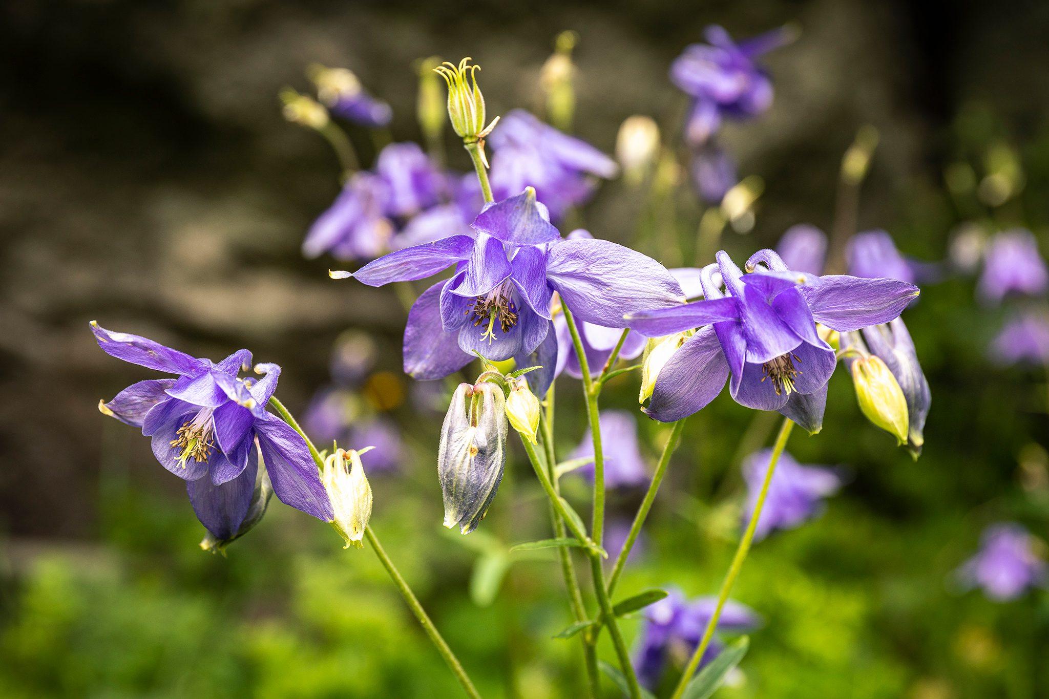 Grannys_Bonnet_Aquilegia_vulgaris