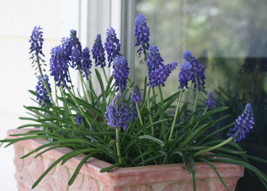 Grape_Hyacinth