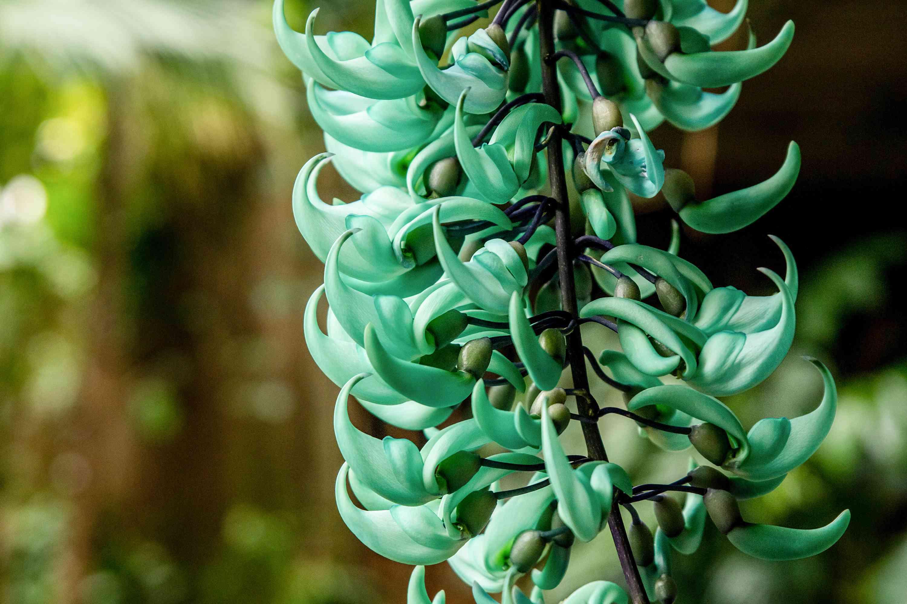 Green_Jade_Vine