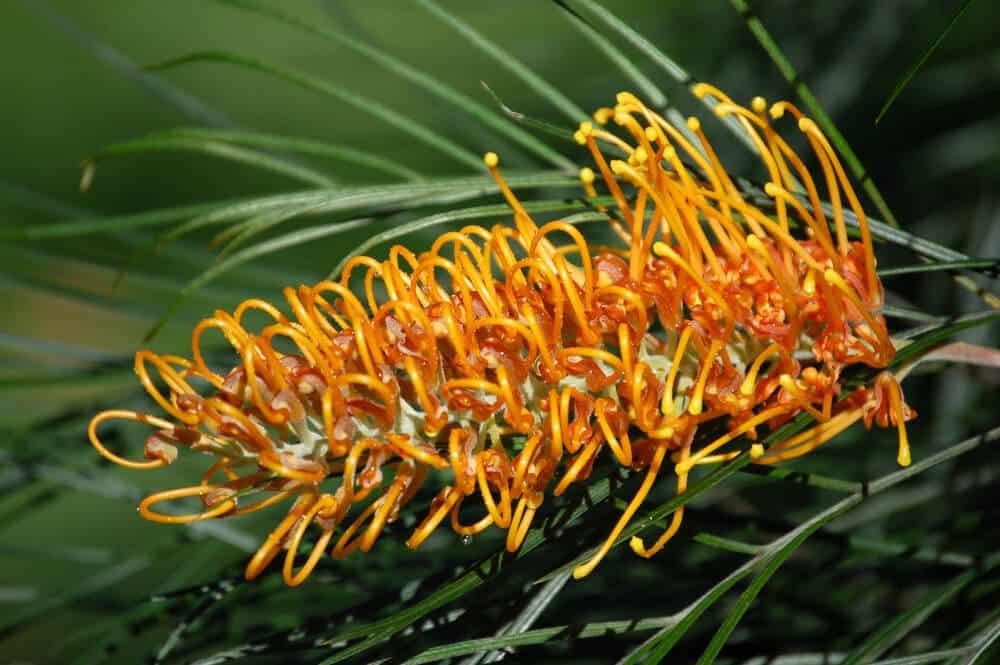 Grevillea