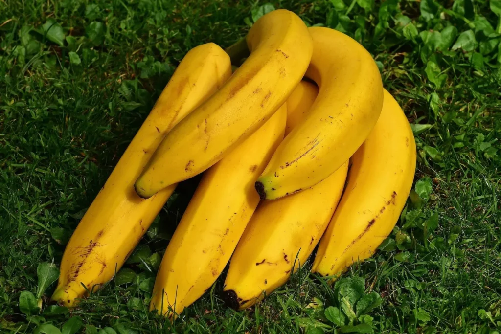 Gros_Michel_Banana