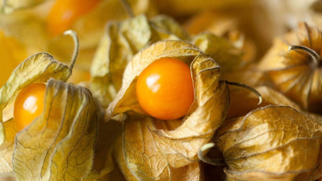 Ground_Cherry