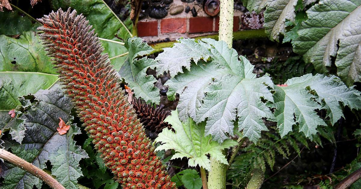 Gunnera