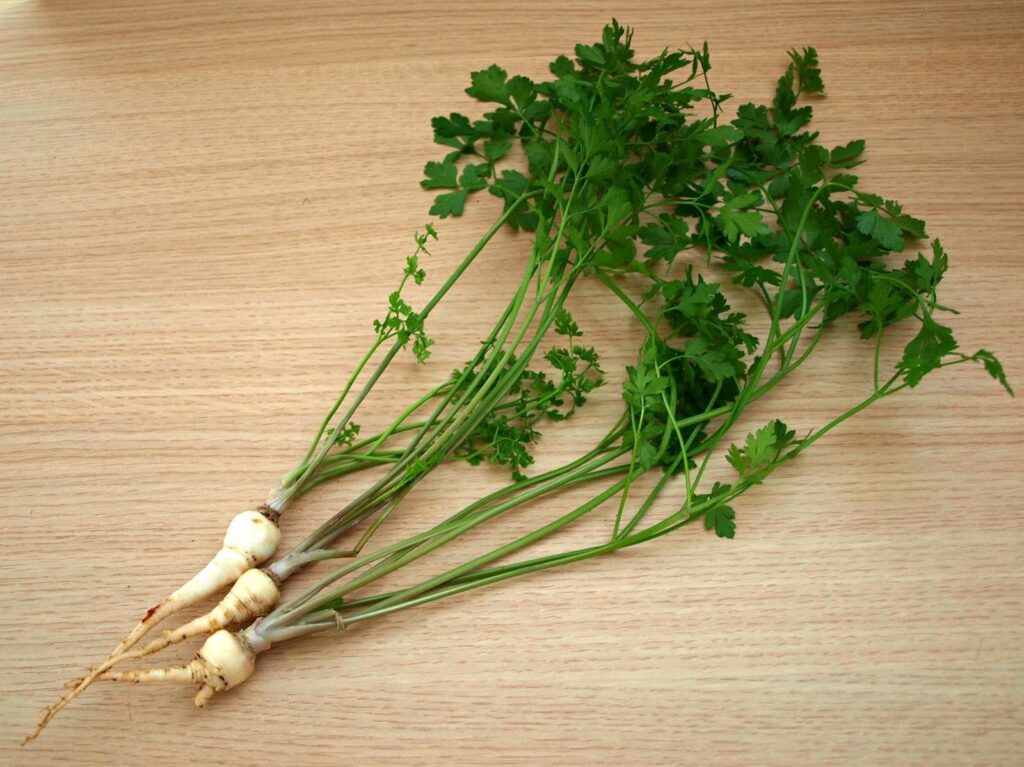 Hamburg_Parsley