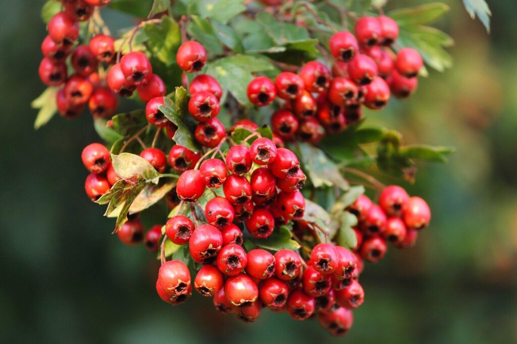 Hawthorn_Berry