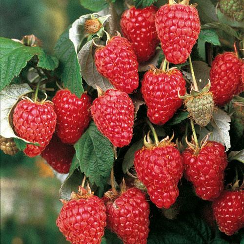 Heritage_Raspberry